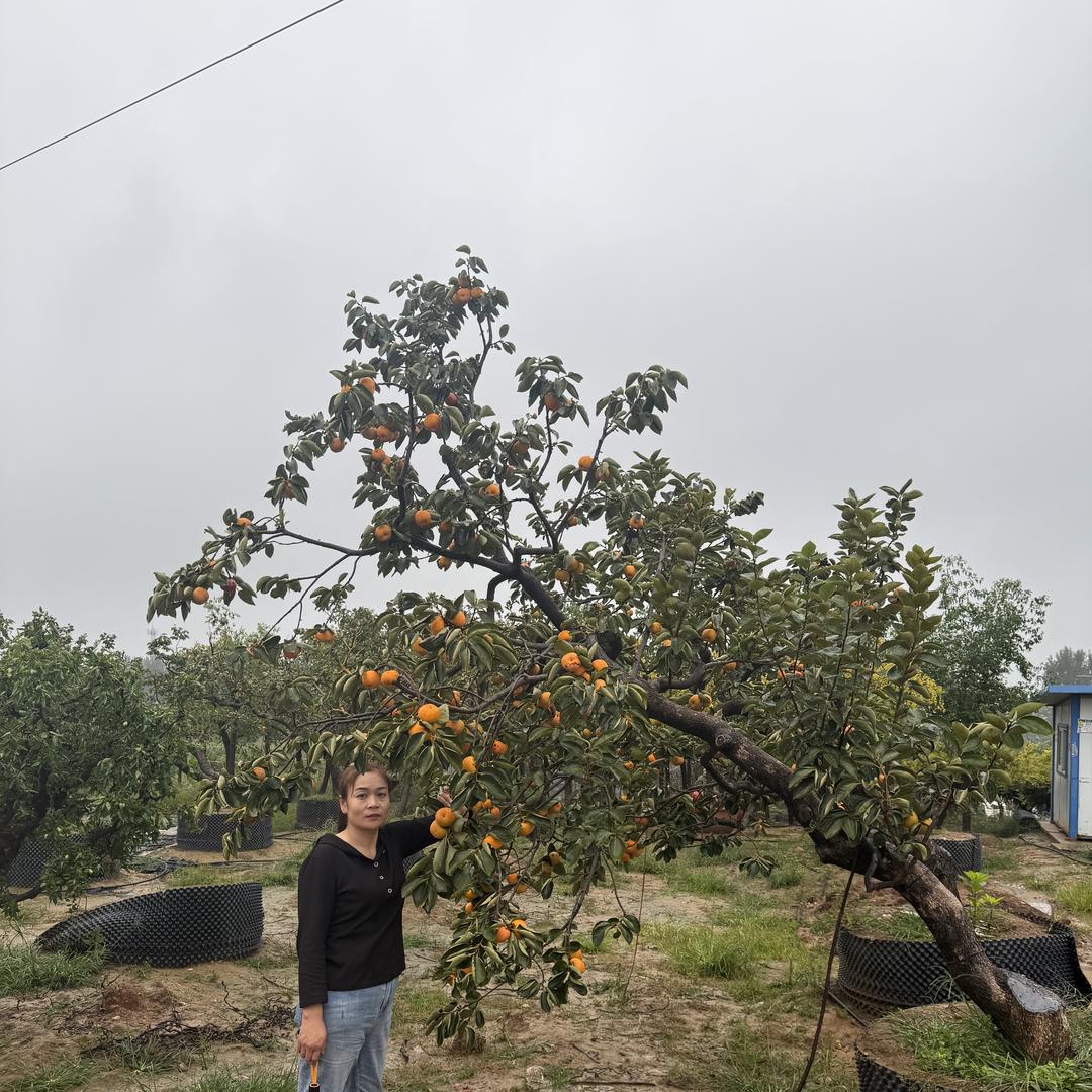 燊利果树苗木专营店