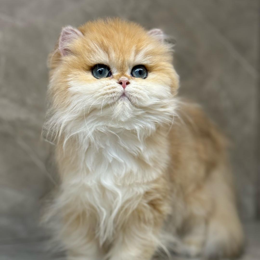 阿文的猫🐱（猫屿舍）