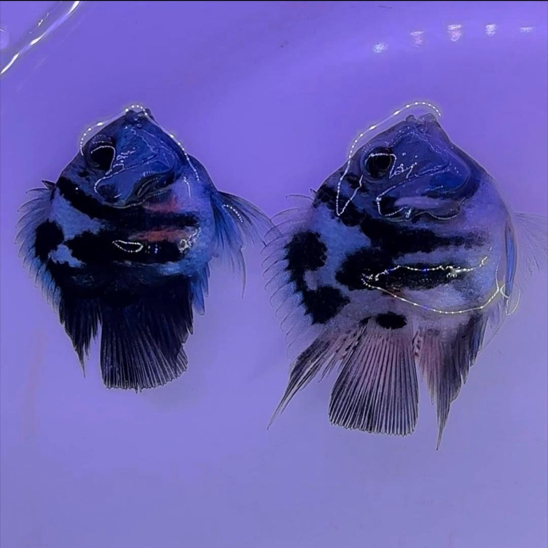 新疆桃缩迷你鹦鹉鱼