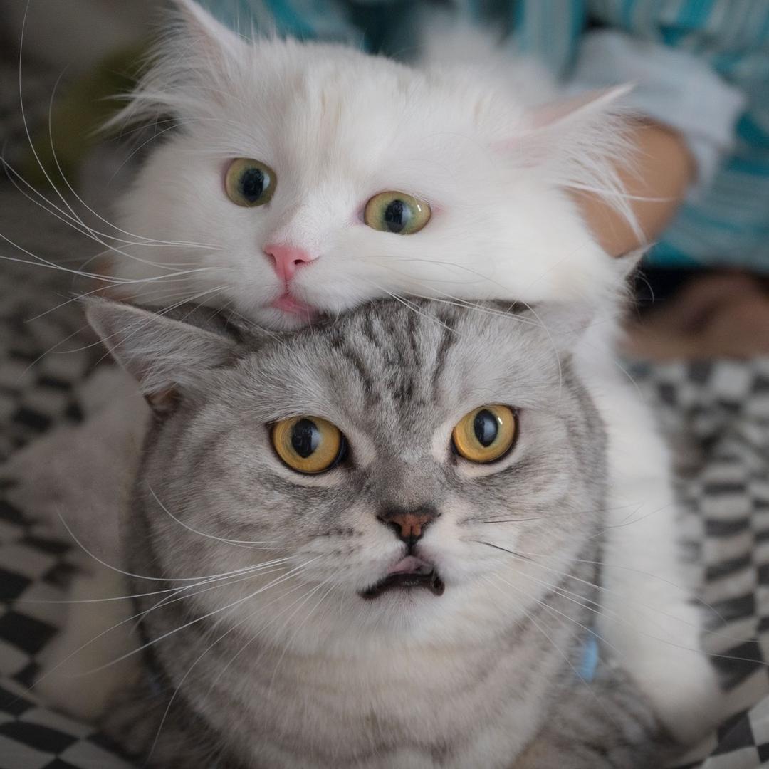 主人必须屎（2.5）@抖音