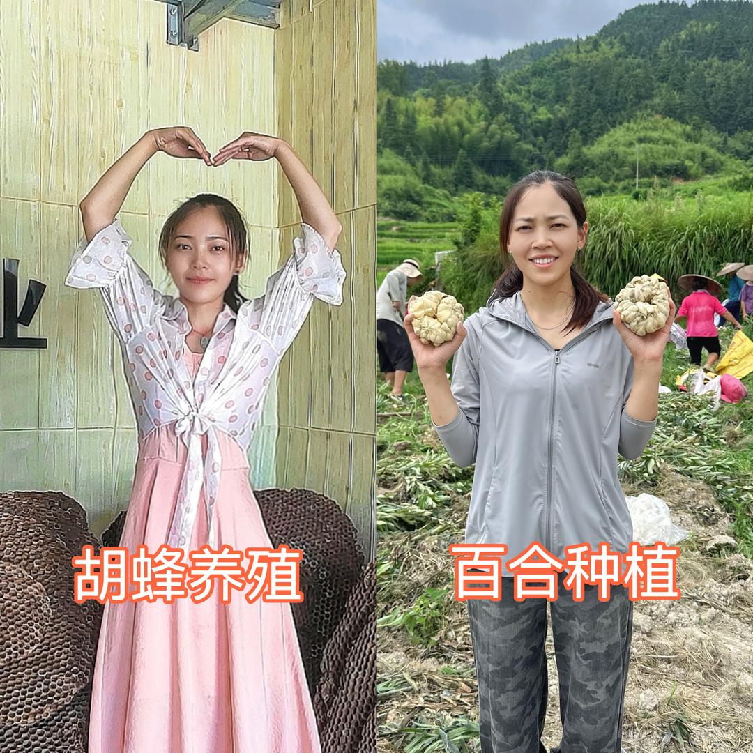 阿丹胡蜂养殖