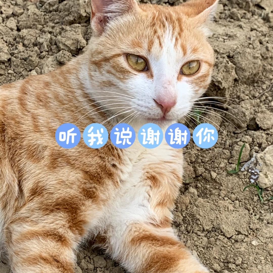 小河醉石