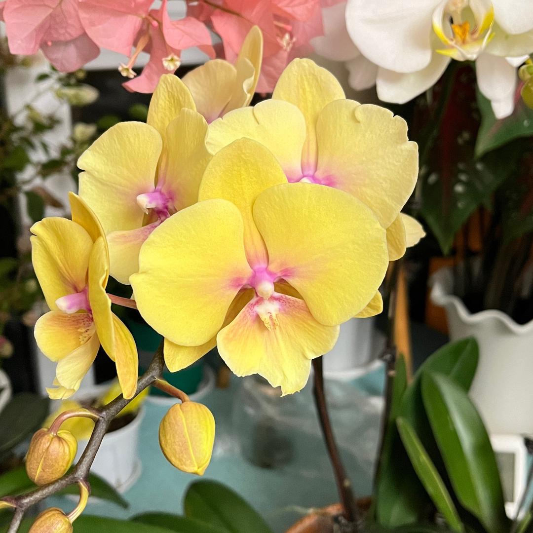 搬花弄草