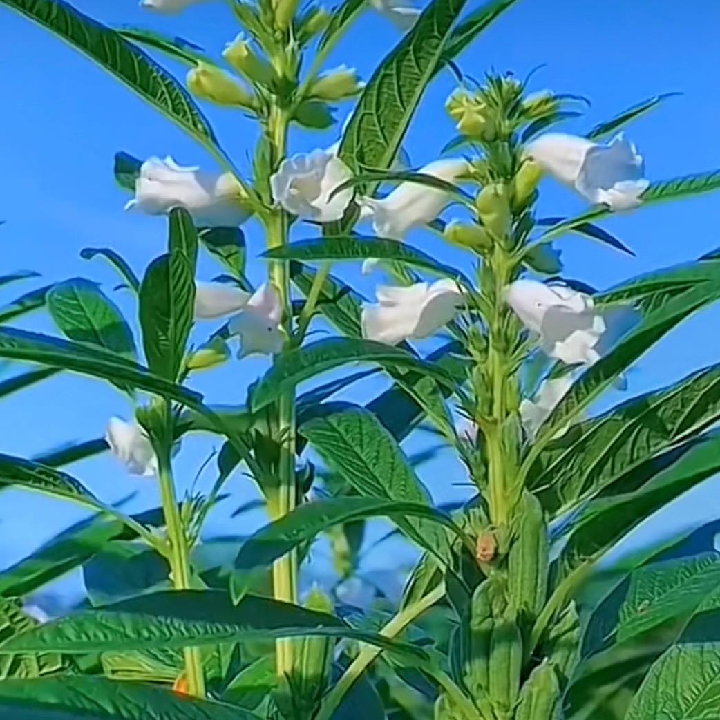 芝麻开花