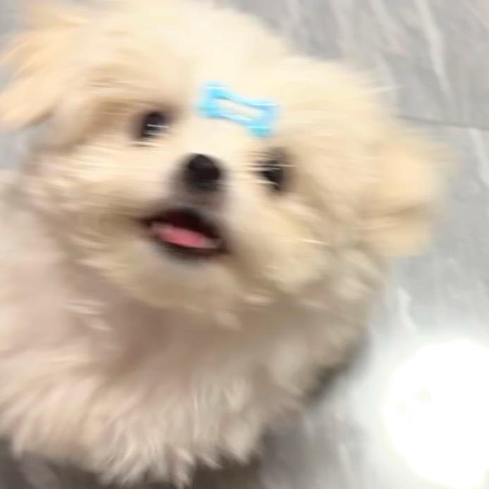麦麦脆汁鸡