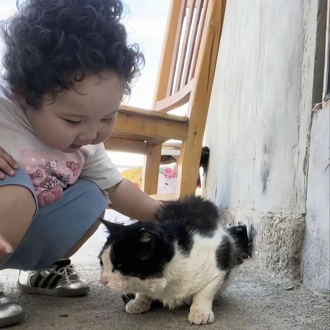 你想帮鼠老板偷走美味猫堡吗