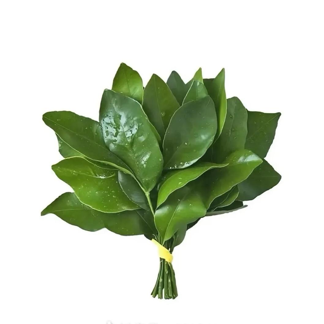 无敌美羊洋