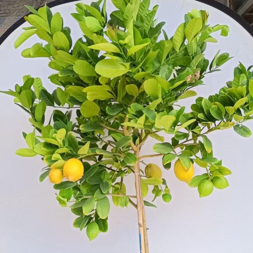 羊羊果树苗木专营店