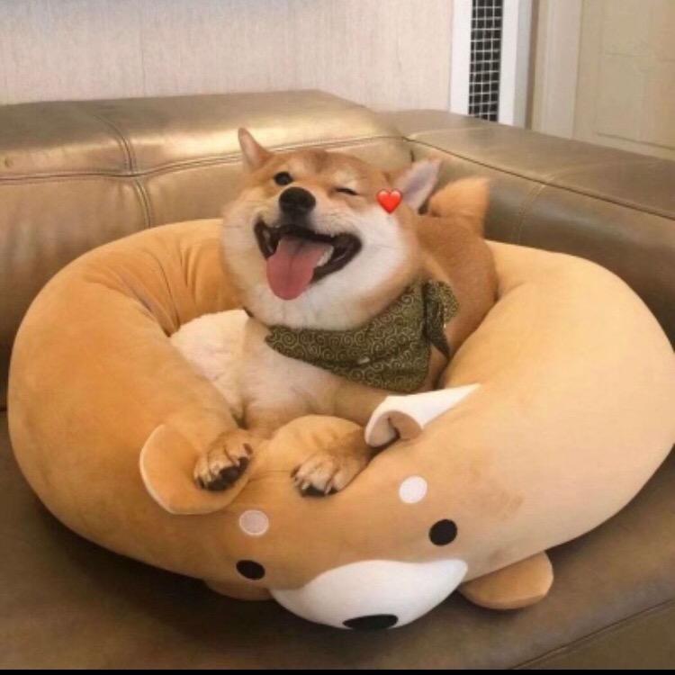 多米佳豪