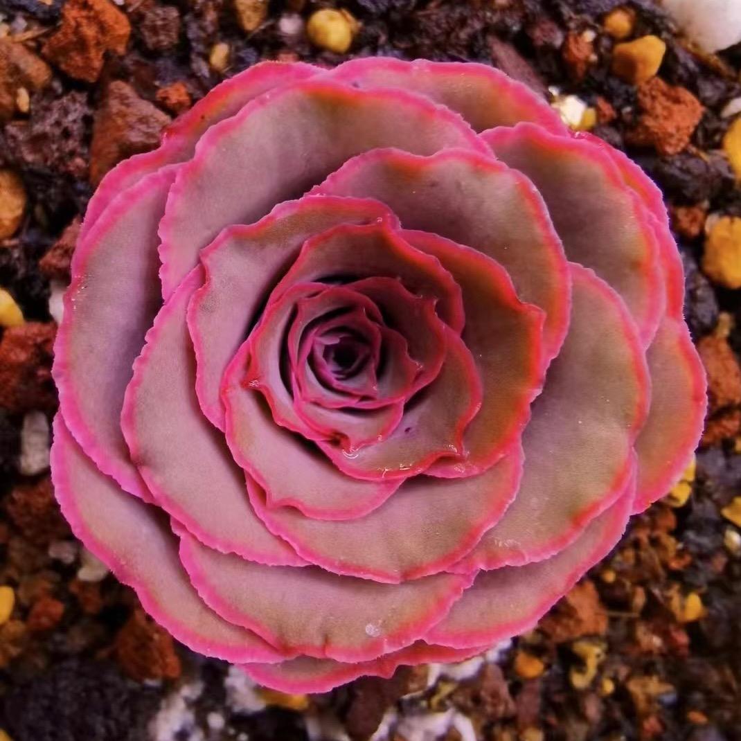 山地玫瑰多肉植物山地玫瑰花卉(花海多肉)