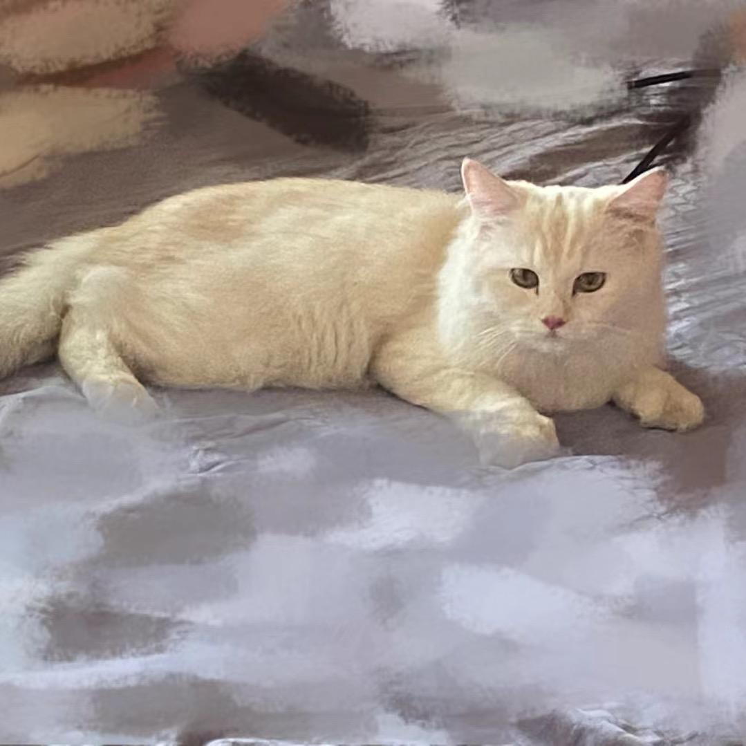 全唐犯困包（三角洲行动）