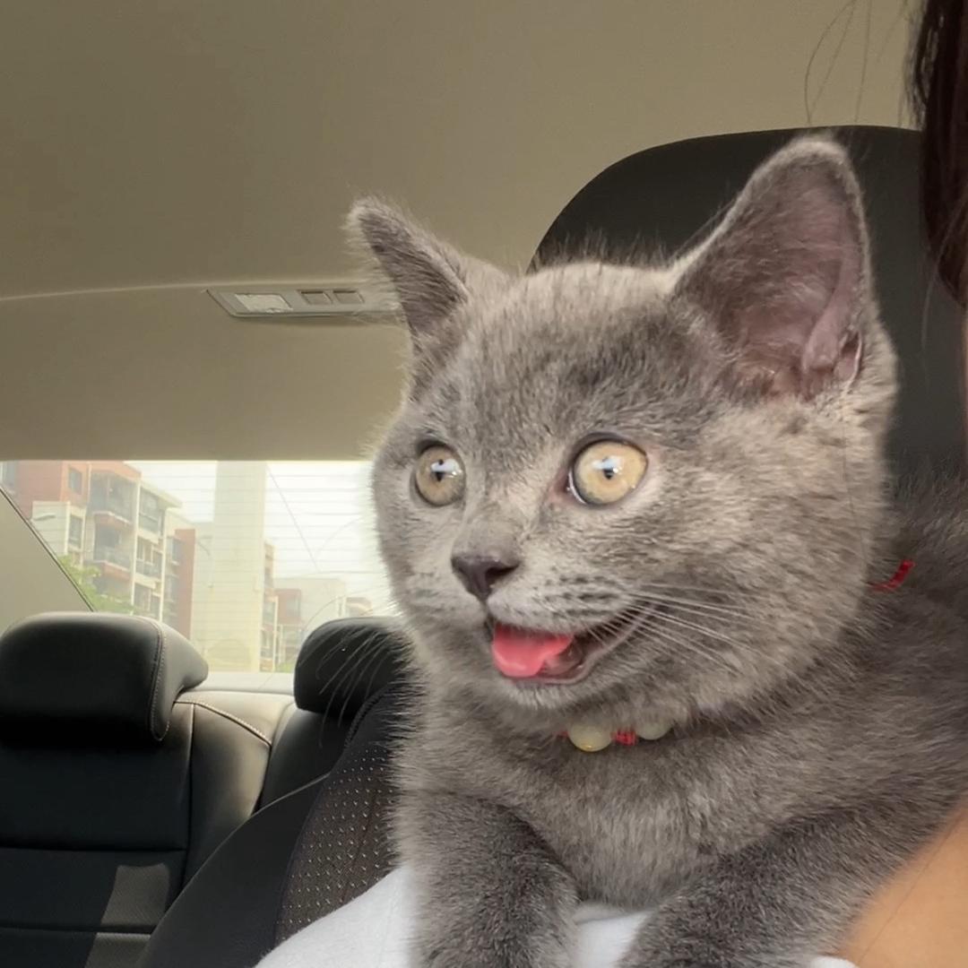 蓝猫和菠萝头.💫
