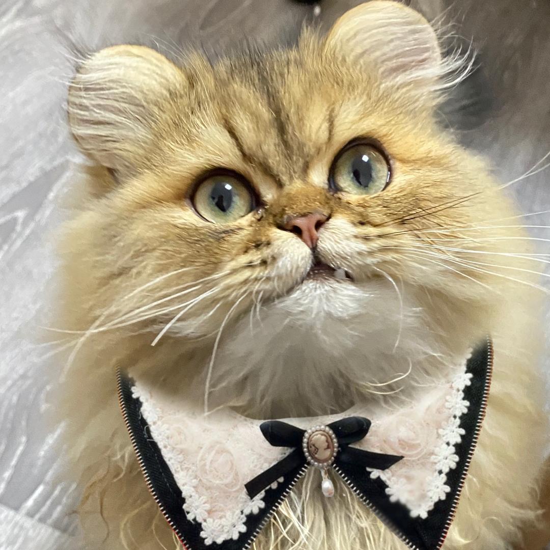 猫孩子寻亲