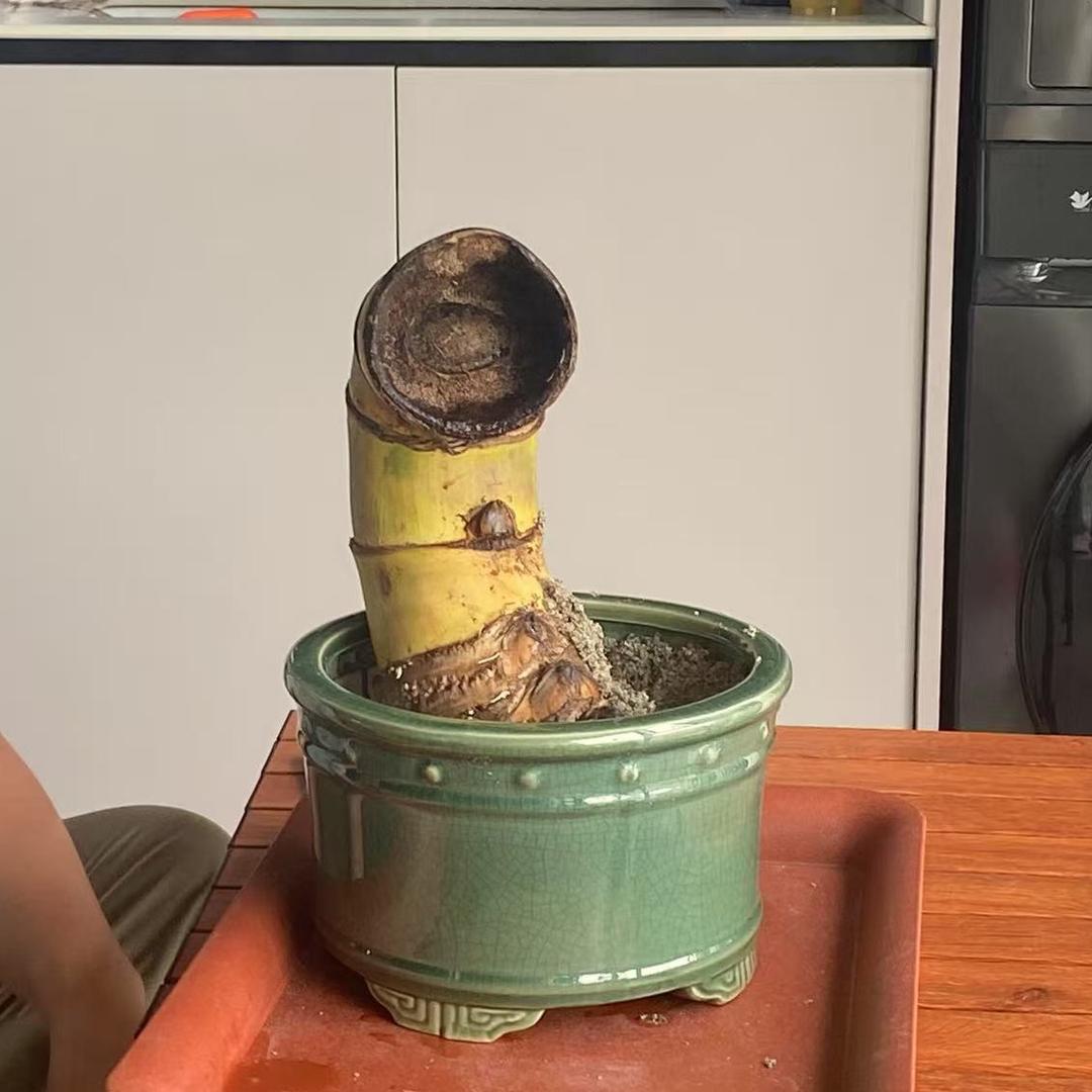 波哥