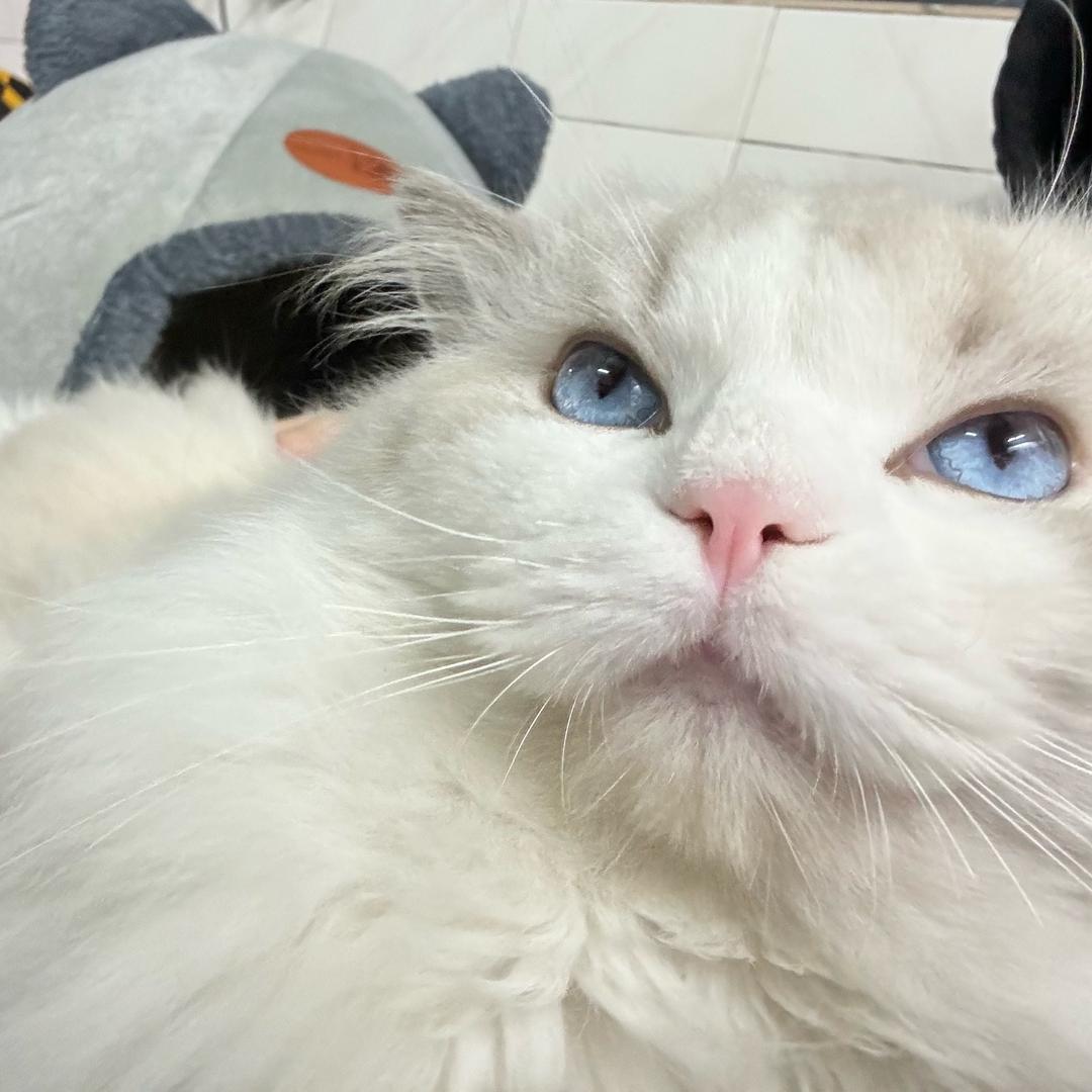 辣椒面L