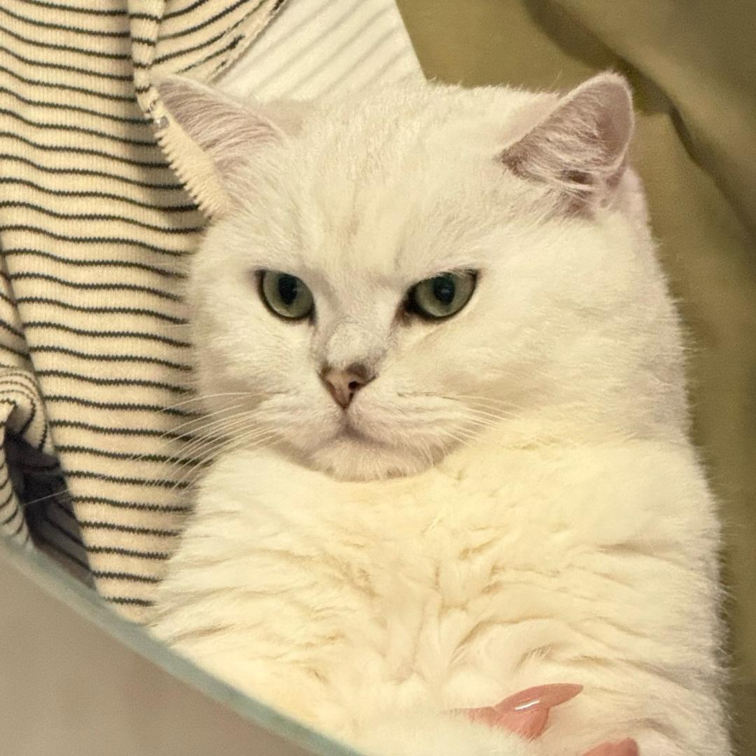 懵一半