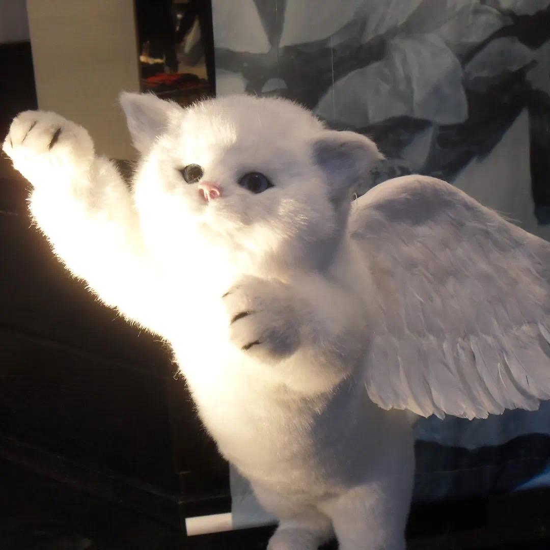 韩佳