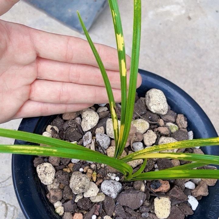 悠然兰香兰苑