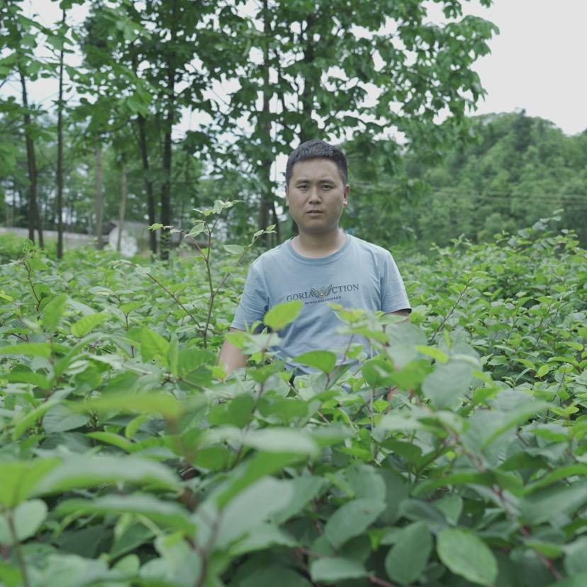 虎杖种植（康景农业）