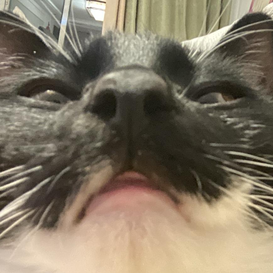 俺素一只吗喽🐒