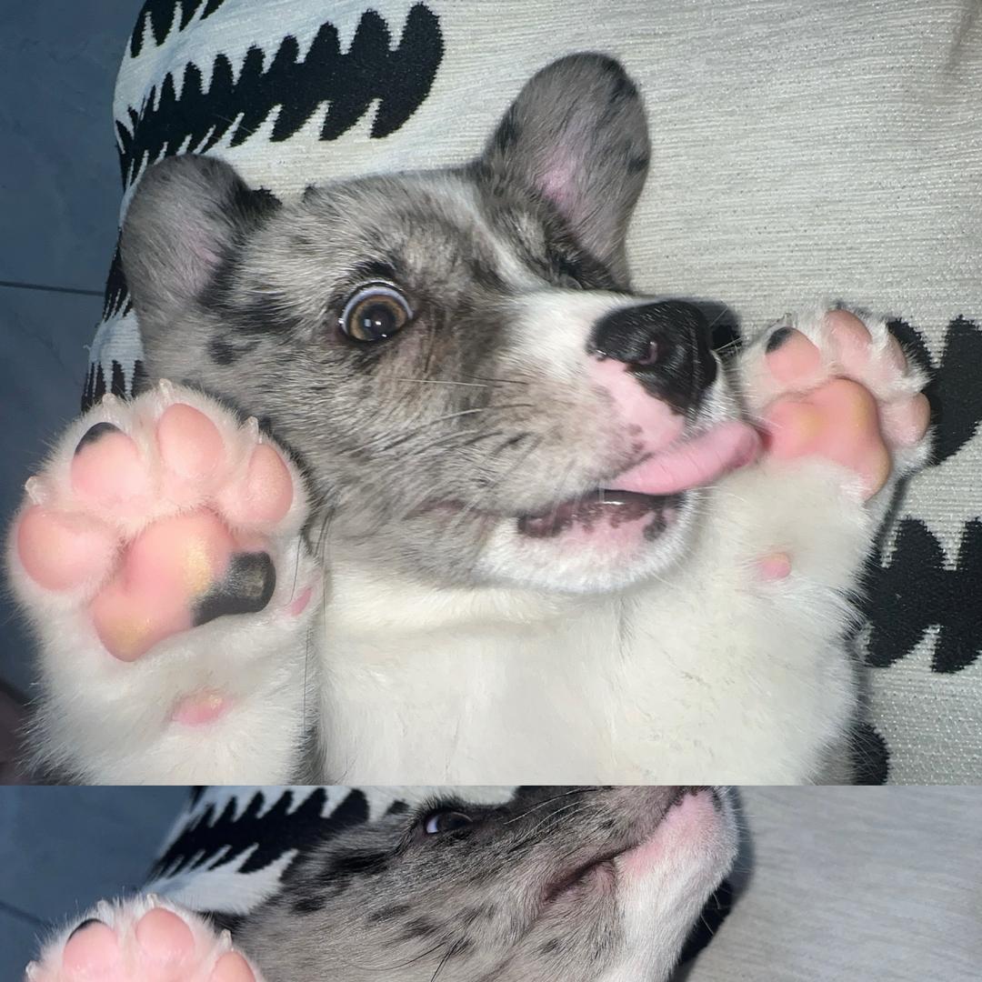 大冤种日记（柯班出身）