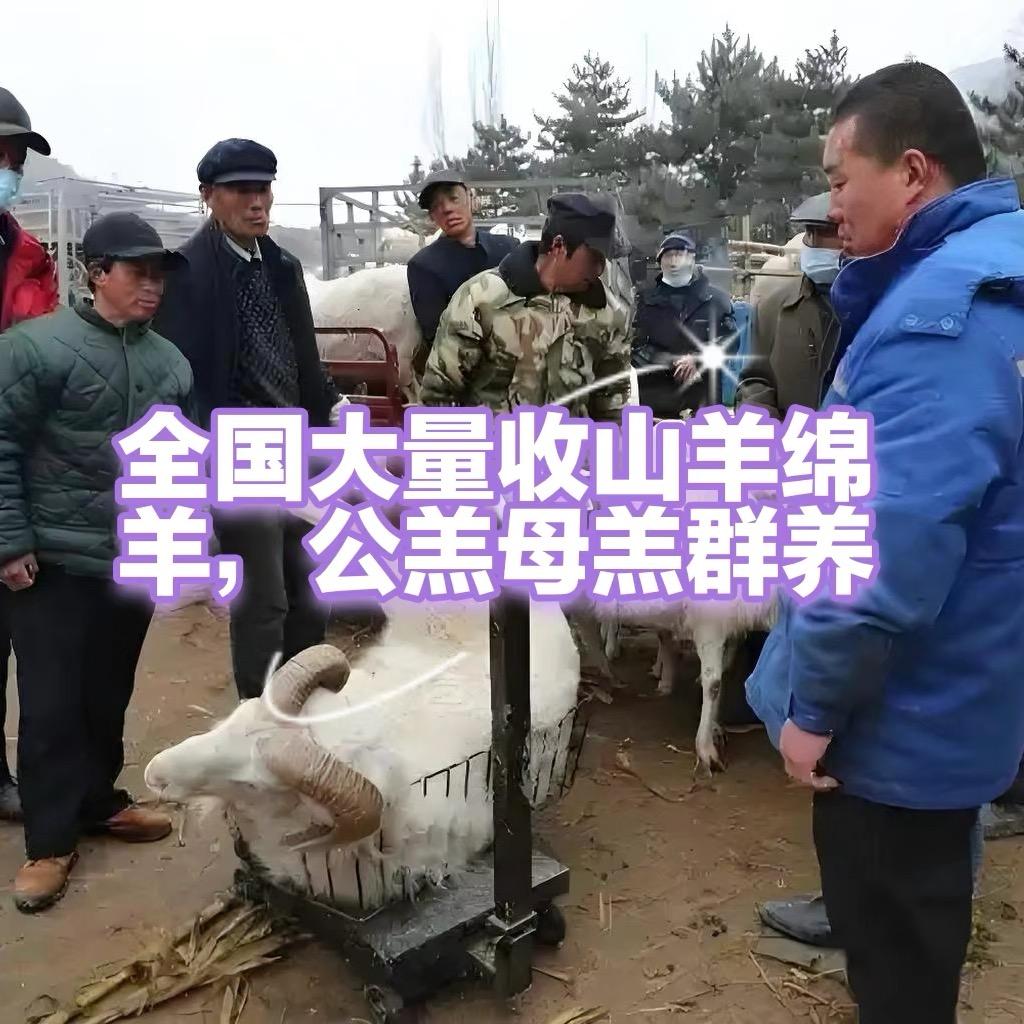 南阳羊村长
