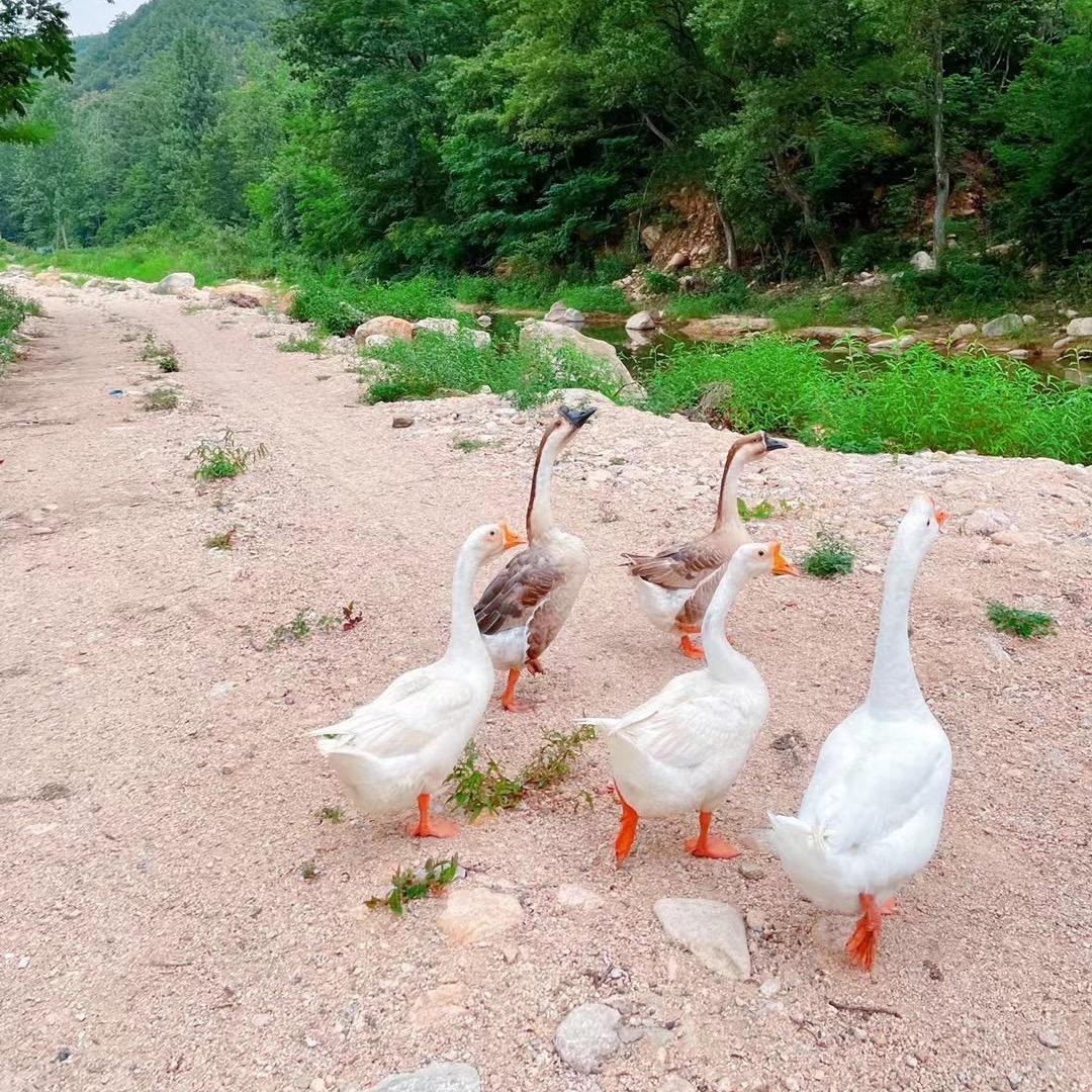吃西瓜🍉不吐葡萄皮