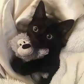 _T.