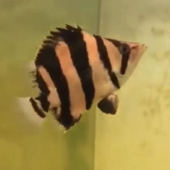 晋泰虎（泰国虎鱼源头）