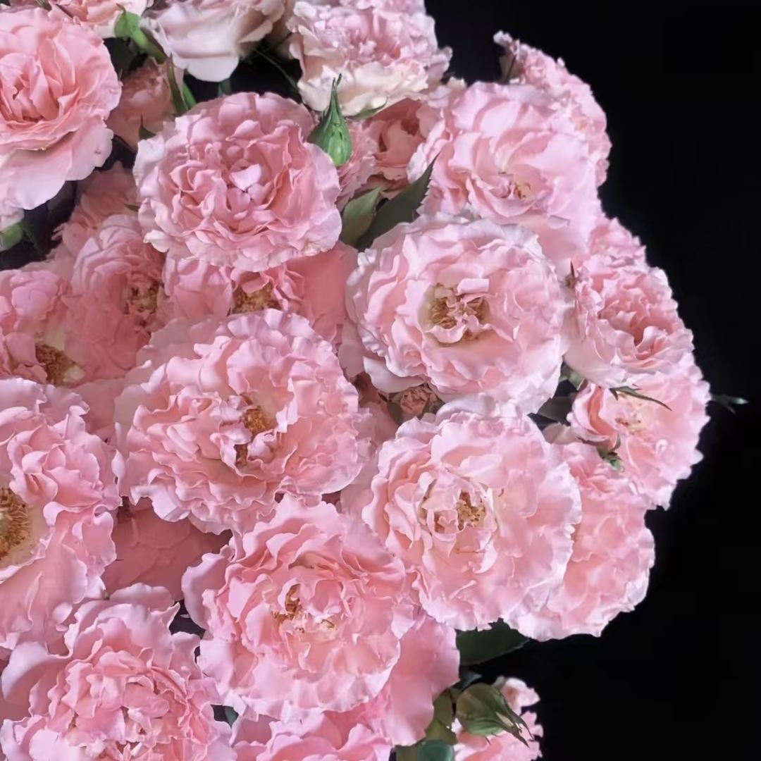 斗南兵哥花卉—小秦