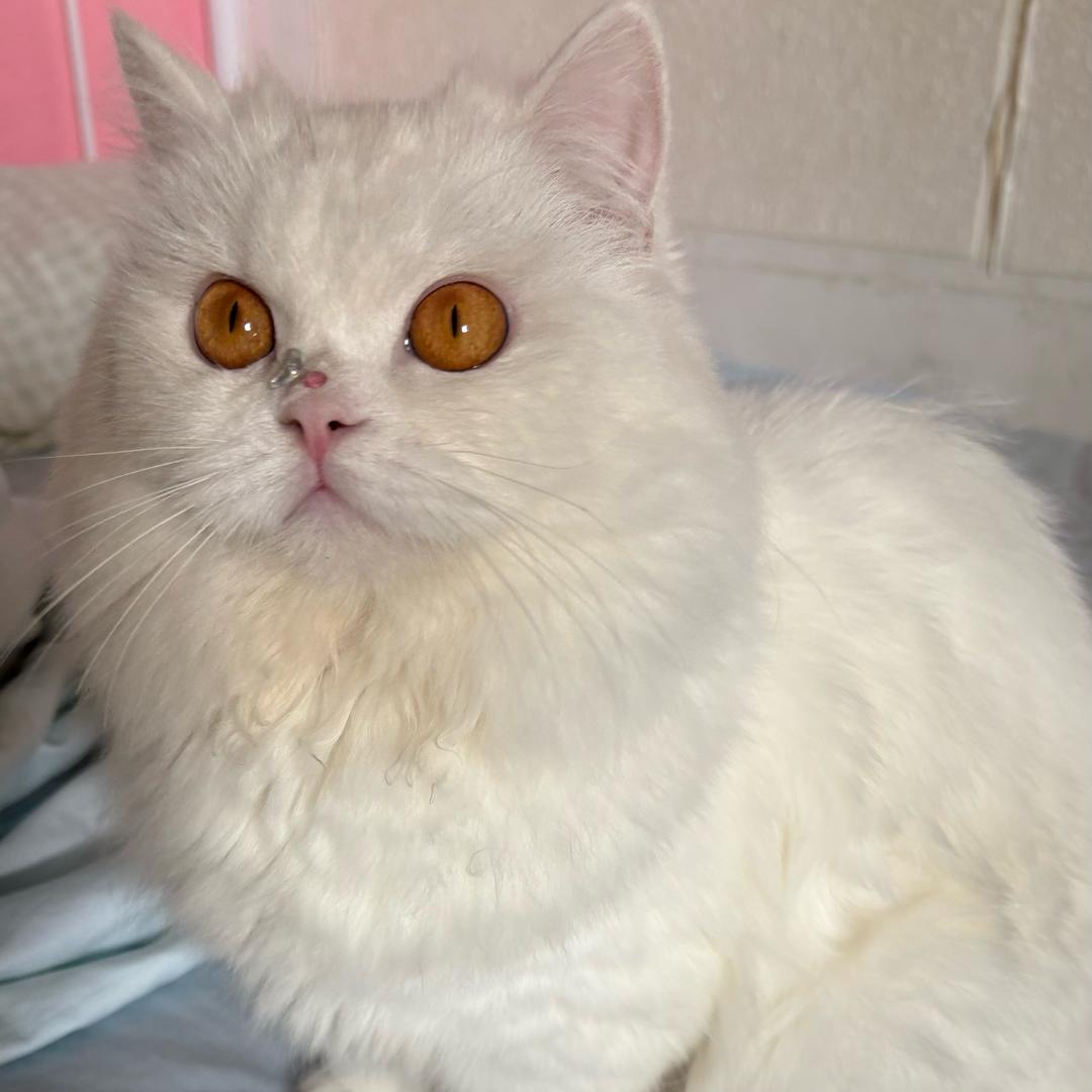 👻动了情的痞子💋