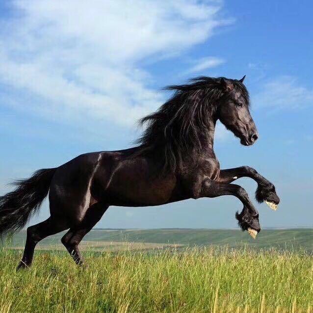 满哥