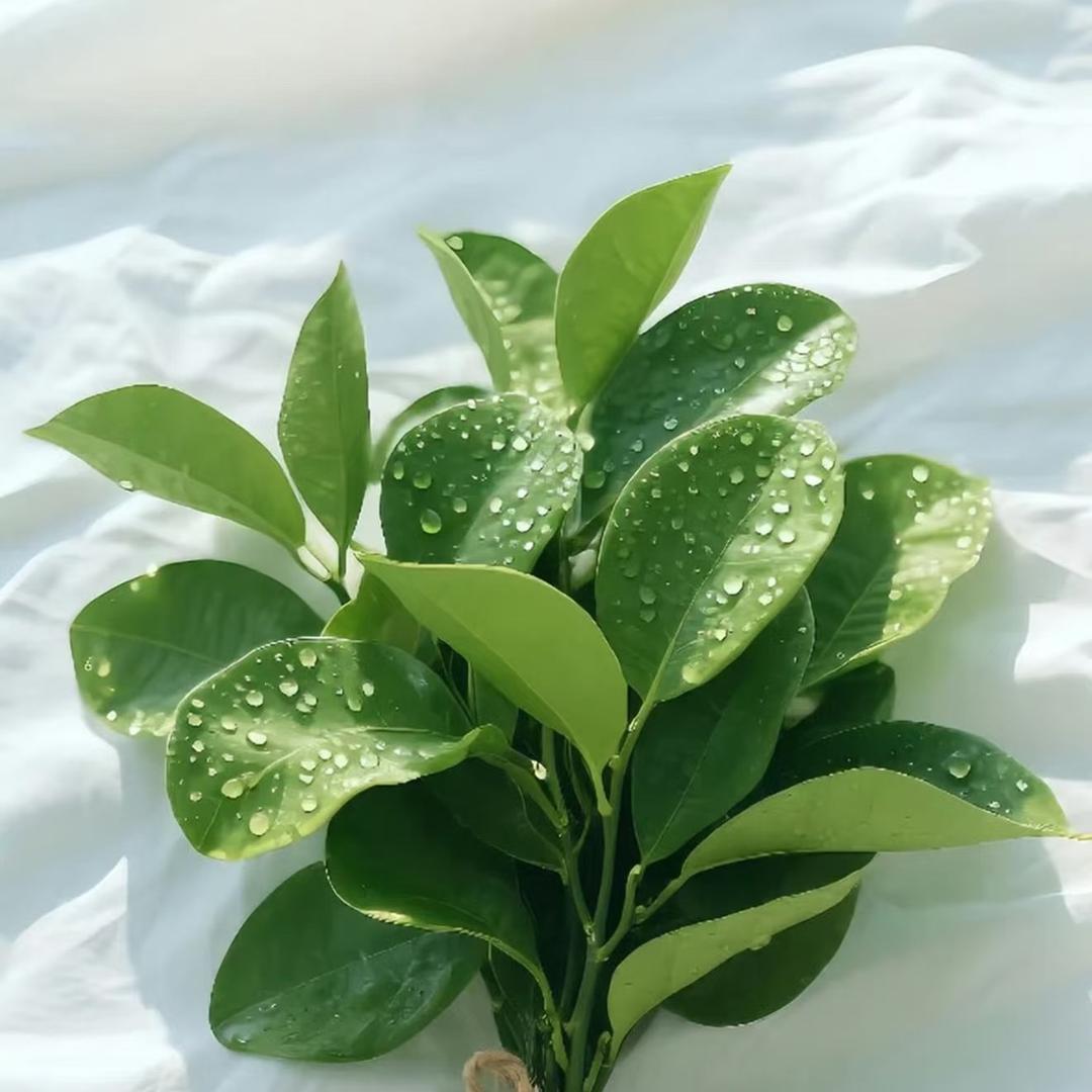 🍦喜财乐己🍀