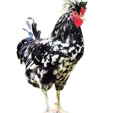 小郁农场