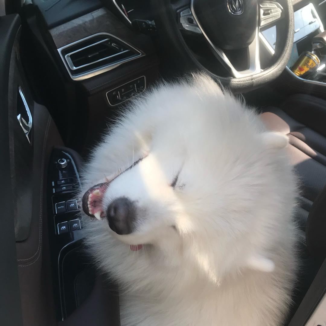 哇，一团小狗耶！🫧