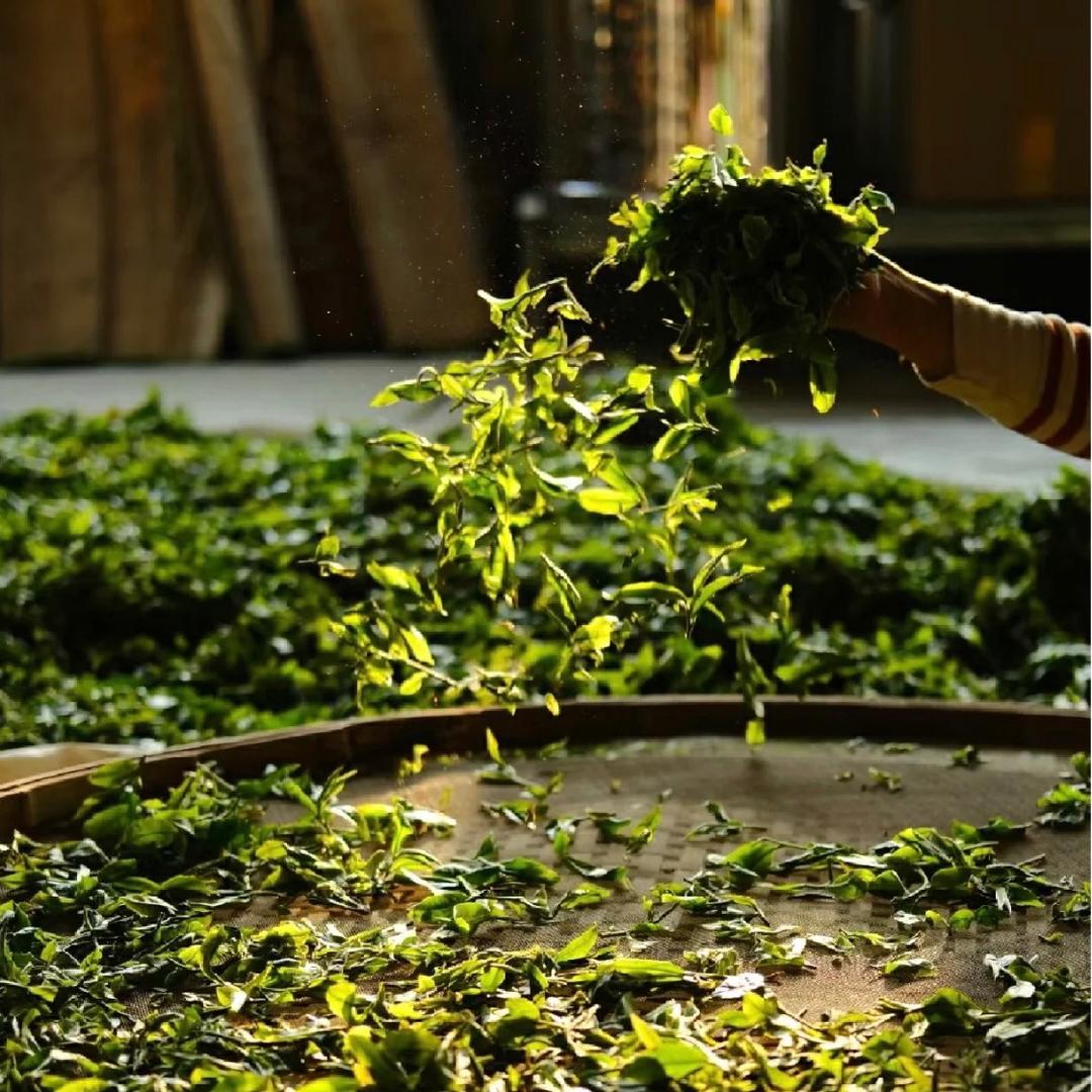 梅家磊磊说白茶