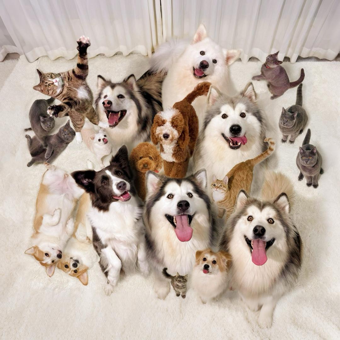 屋内有饿犬@抖音