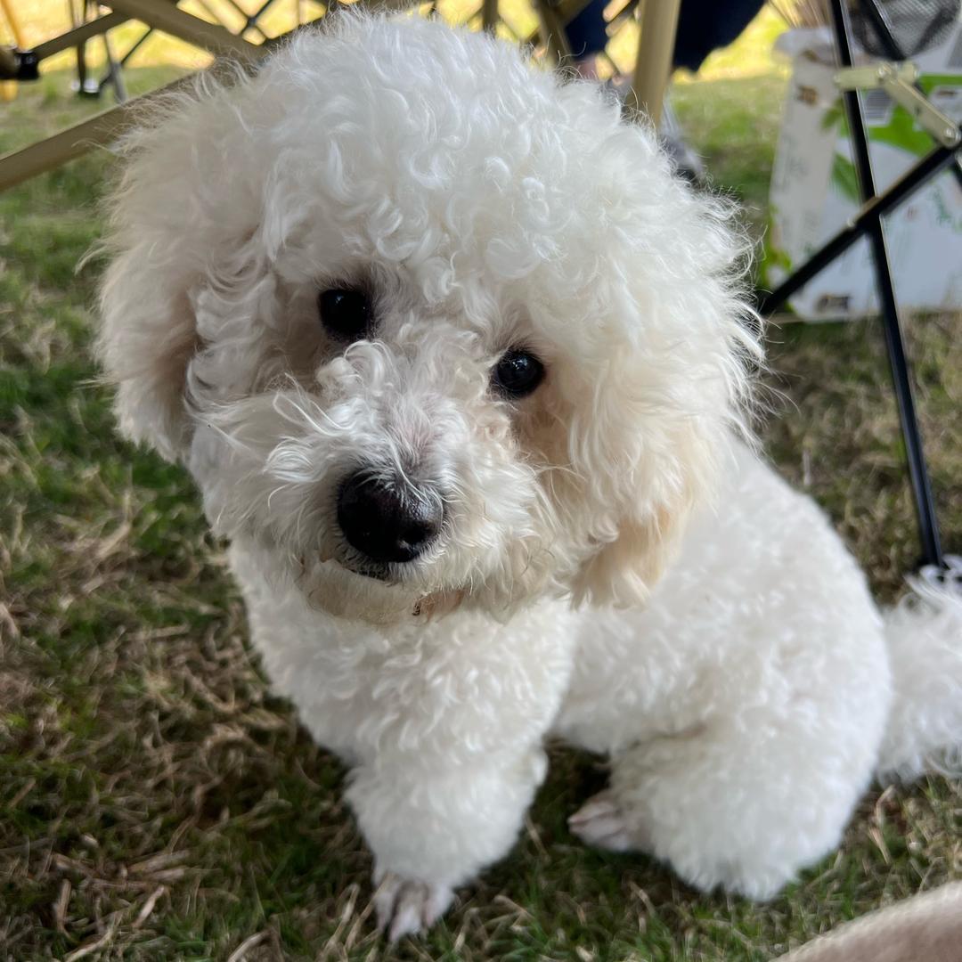 王子是只小比熊