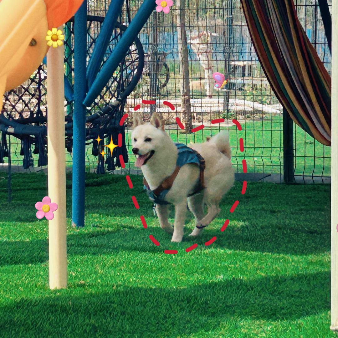 不要芋泥只要啵啵🐶