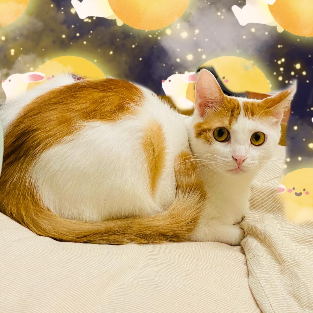 小猴子打石头