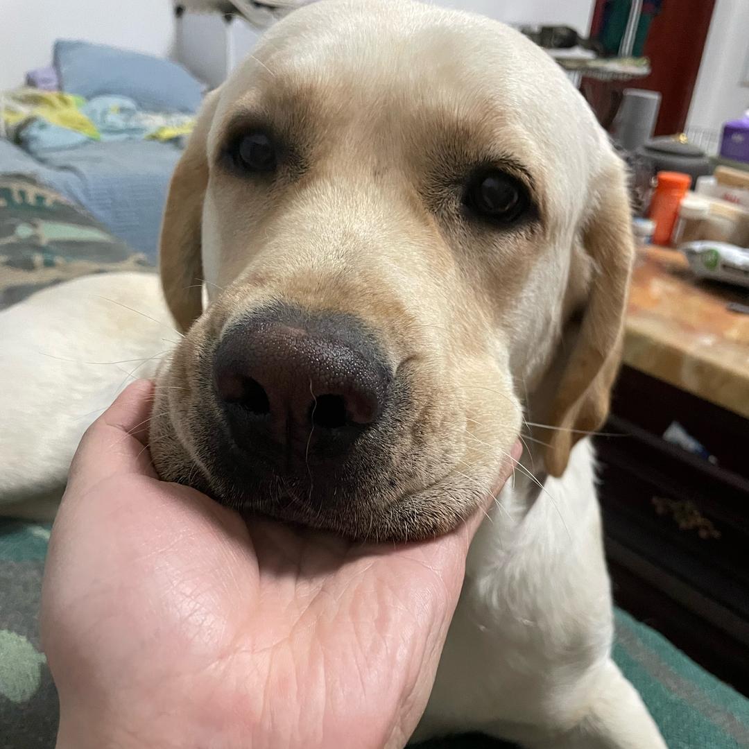 张十一，拉布拉多