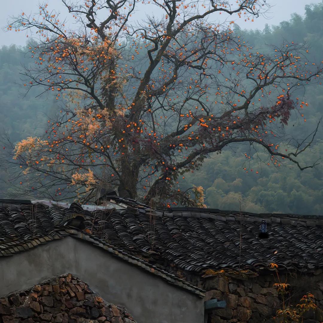 秦姐土特产