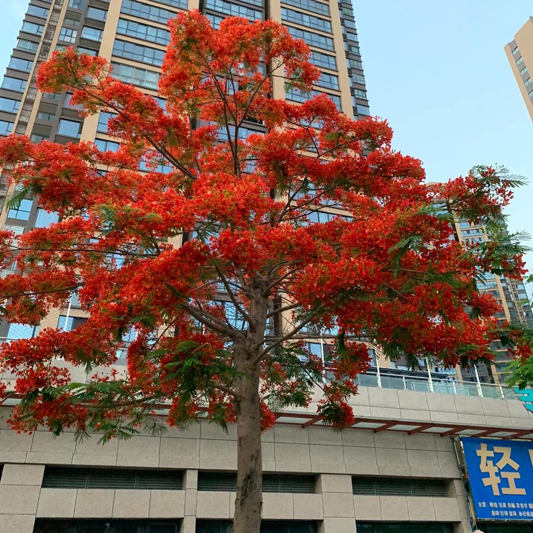 秋刀鱼是什么🐟