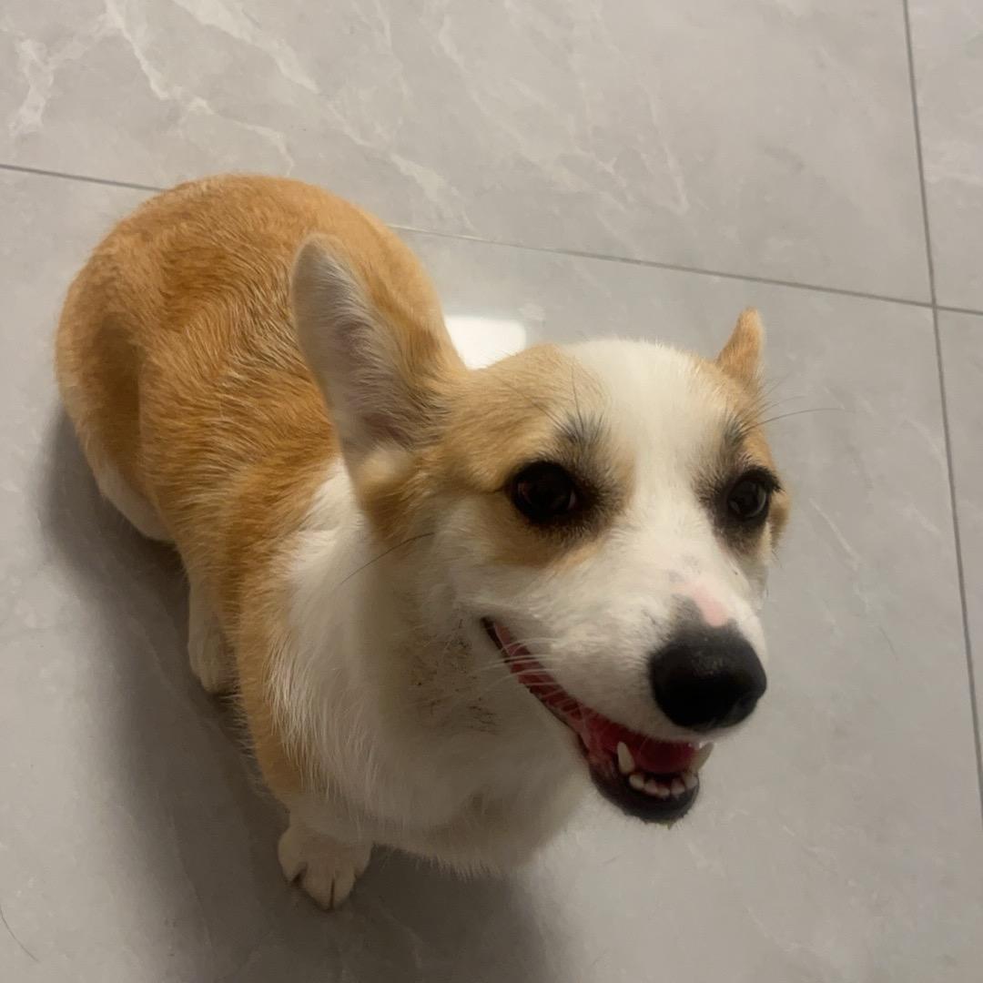 柯基全柯可(狗狗薅羊毛版)