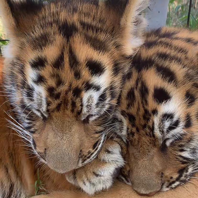 土豆你个马铃薯.