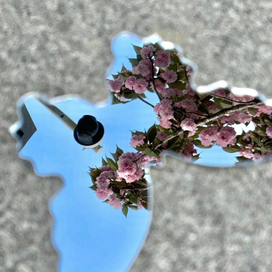 转发到日落……