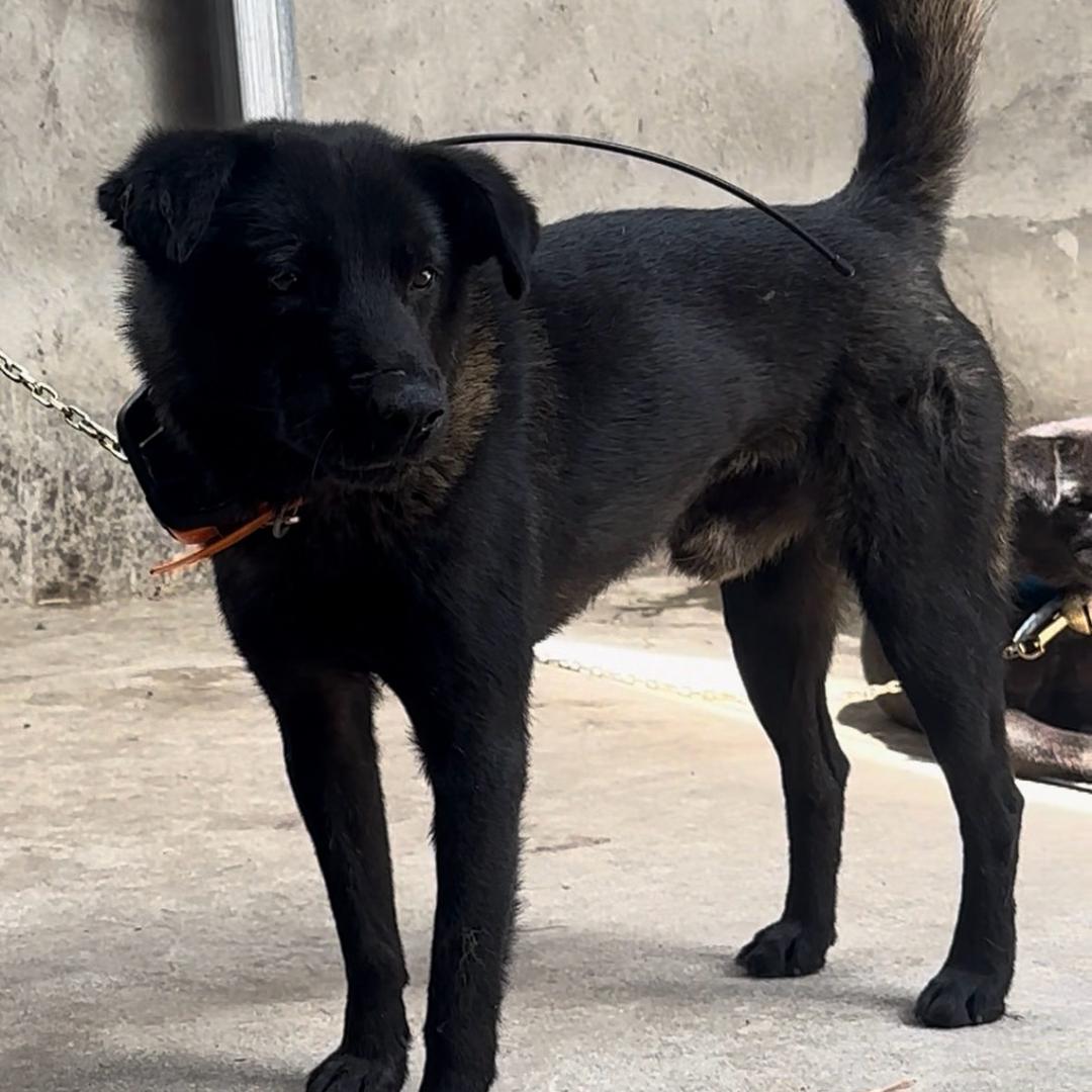 小谢《凉山猎犬》