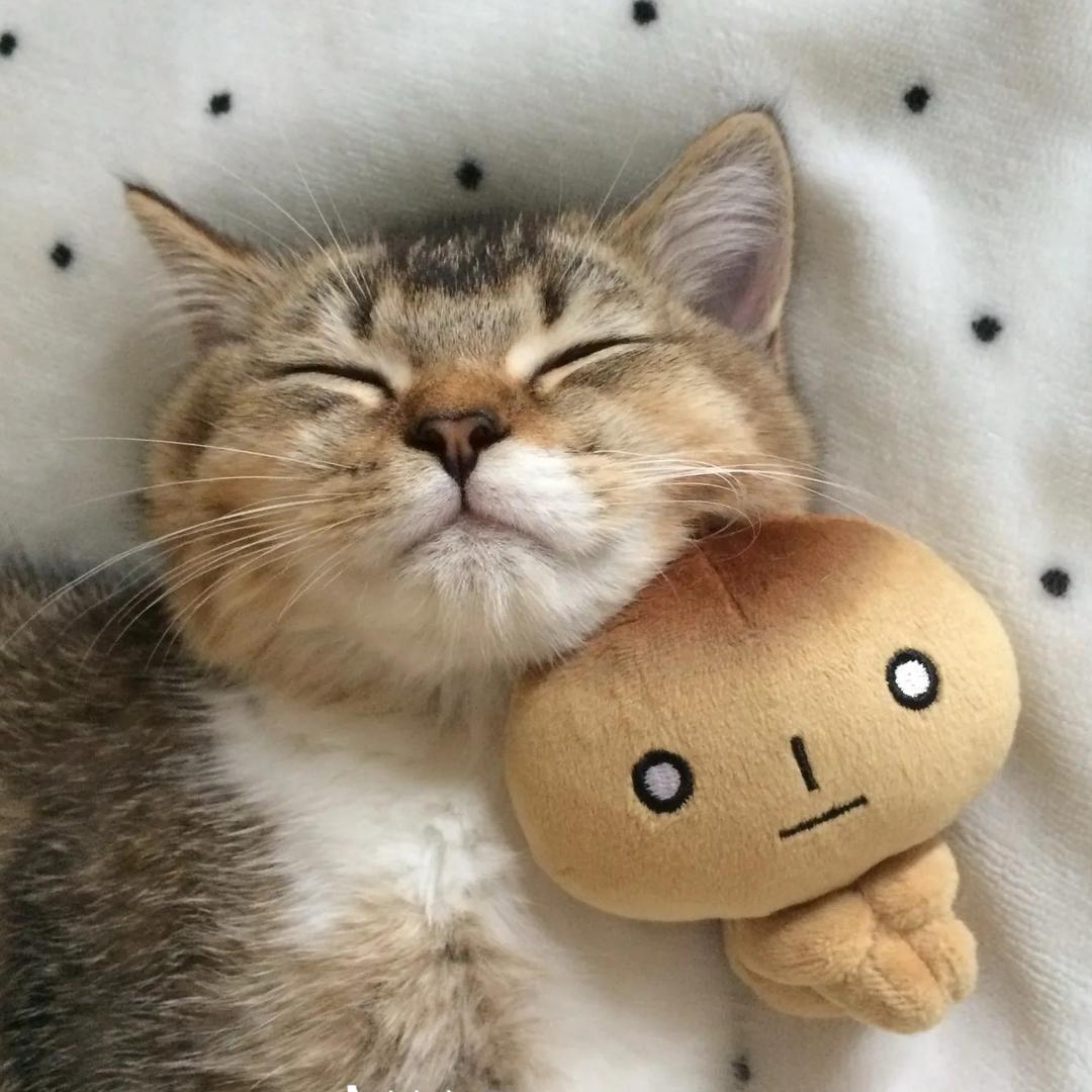 炭烤小常（多次见过小白版）