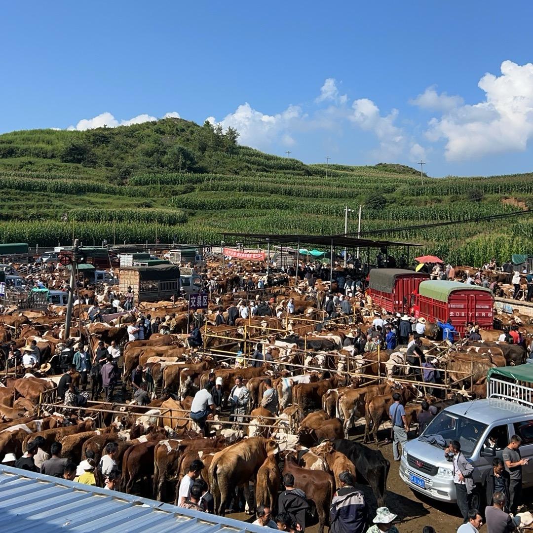 贵州牛代办经济人施辉