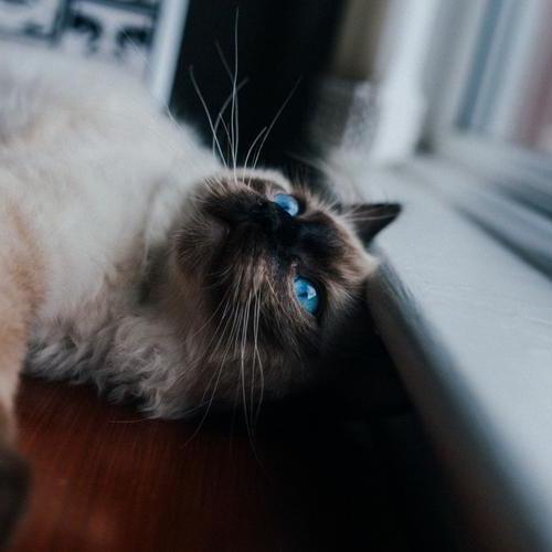 小花猫、
